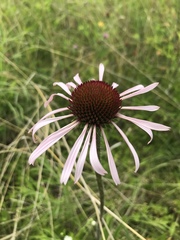 Echinacea pallida