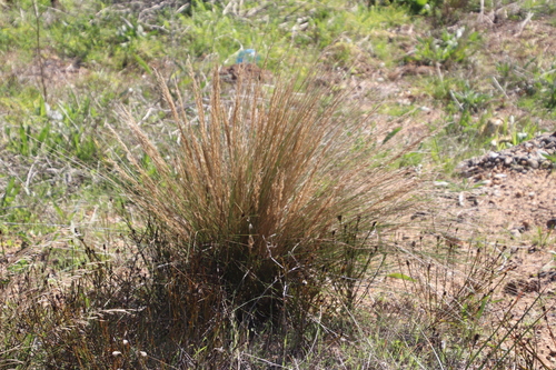 Image of Tenaxia stricta by (c) Tony Rebelo, some rights reserved (CC BY-SA)