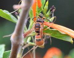 Smeringodynerus morelios