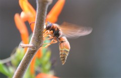 Smeringodynerus morelios