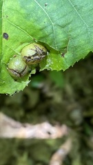 Phylloxera spinosa