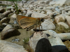 Thymelicus sylvestris