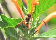 Smeringodynerus morelios