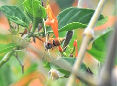 Smeringodynerus morelios