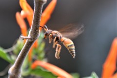 Smeringodynerus morelios