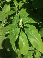 Magnolia tripetala