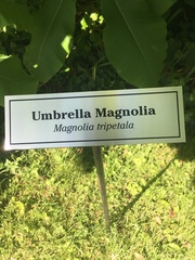 Magnolia tripetala