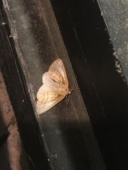 Caripeta angustiorata