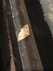 Caripeta angustiorata