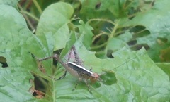 Eneoptera