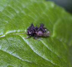 Cyphonia clavigera