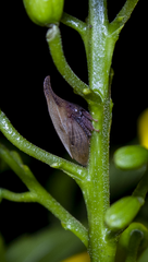 Enchenopa squamigera