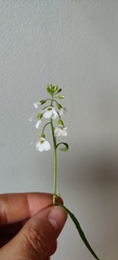 Arabidopsis arenosa