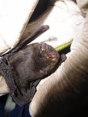 Glauconycteris beatrix