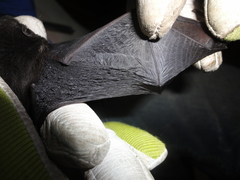 Glauconycteris beatrix