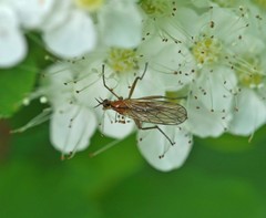 Empis stercorea