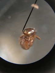 Temnothorax schaumii