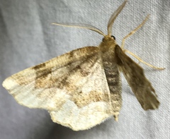 Metarranthis refractaria