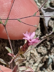 Lessingia micradenia micradenia