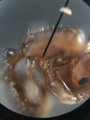 Temnothorax schaumii