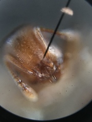 Temnothorax schaumii