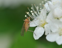 Empis stercorea