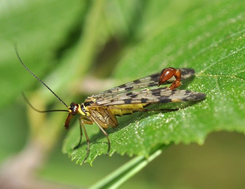 Meadow Scorpionfly, photo 4 of 10