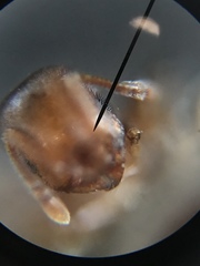 Temnothorax schaumii