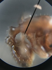 Temnothorax schaumii