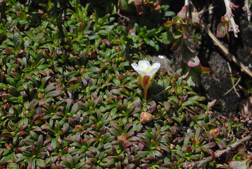 Diapensia lapponica legacy iNaturalist observation