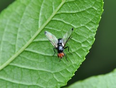 Seioptera vibrans