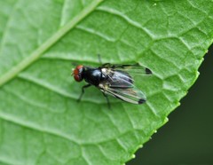 Seioptera vibrans