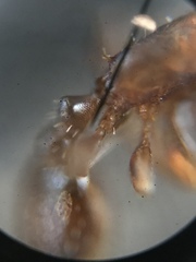 Temnothorax schaumii