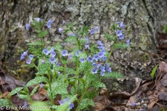 Pulmonaria saccharata