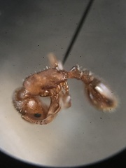 Temnothorax schaumii