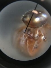 Temnothorax schaumii