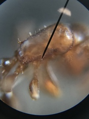Temnothorax schaumii