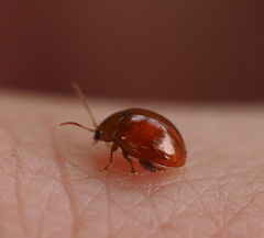 Sphaeroderma testaceum