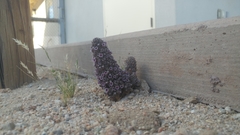 Pholisma arenarium