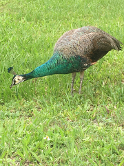 Pavo