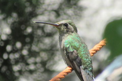Cynanthus latirostris
