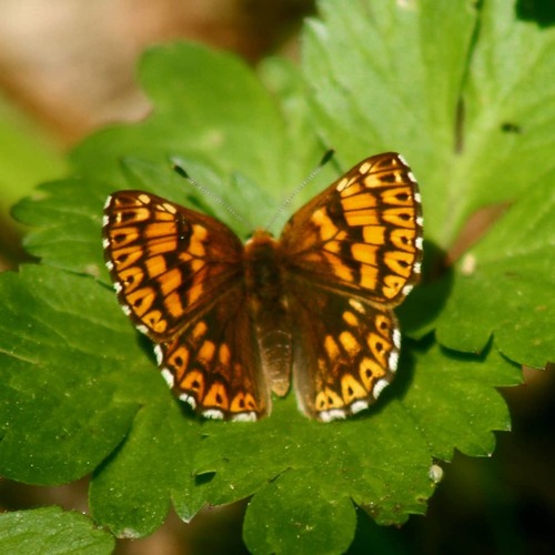Duke of Burgundy