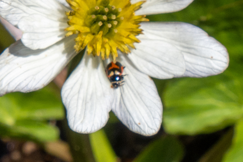 Oregon Lady Beetle photographed in Colorado
