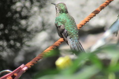 Cynanthus latirostris