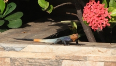 Agama