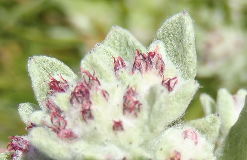 Image of Helichrysum spiralepis by (c) Nicola van Berkel, some rights reserved (CC BY-SA)