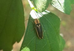 Megapenthes limbalis