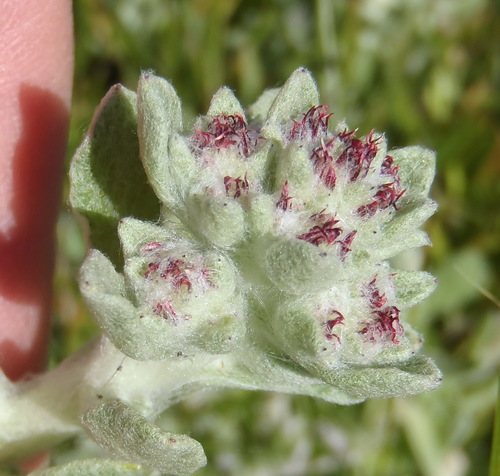 Image of Helichrysum spiralepis by (c) Nicola van Berkel, some rights reserved (CC BY-SA)