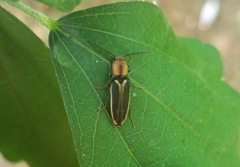 Megapenthes limbalis