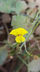 Goodenia fascicularis